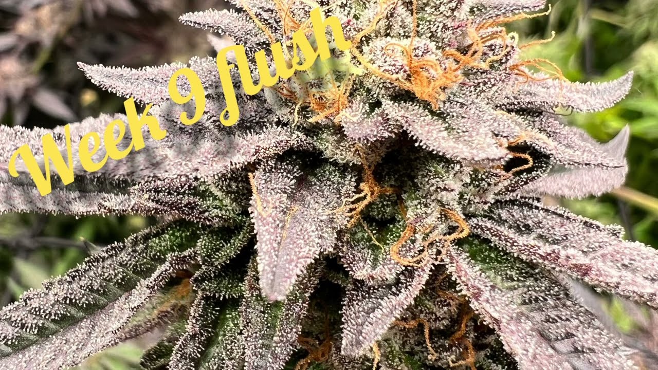 Week 9 flowers time to flush