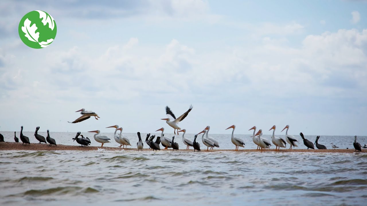 Wild Waters: Alabama&rsquo;s Freshwater Biodiversity