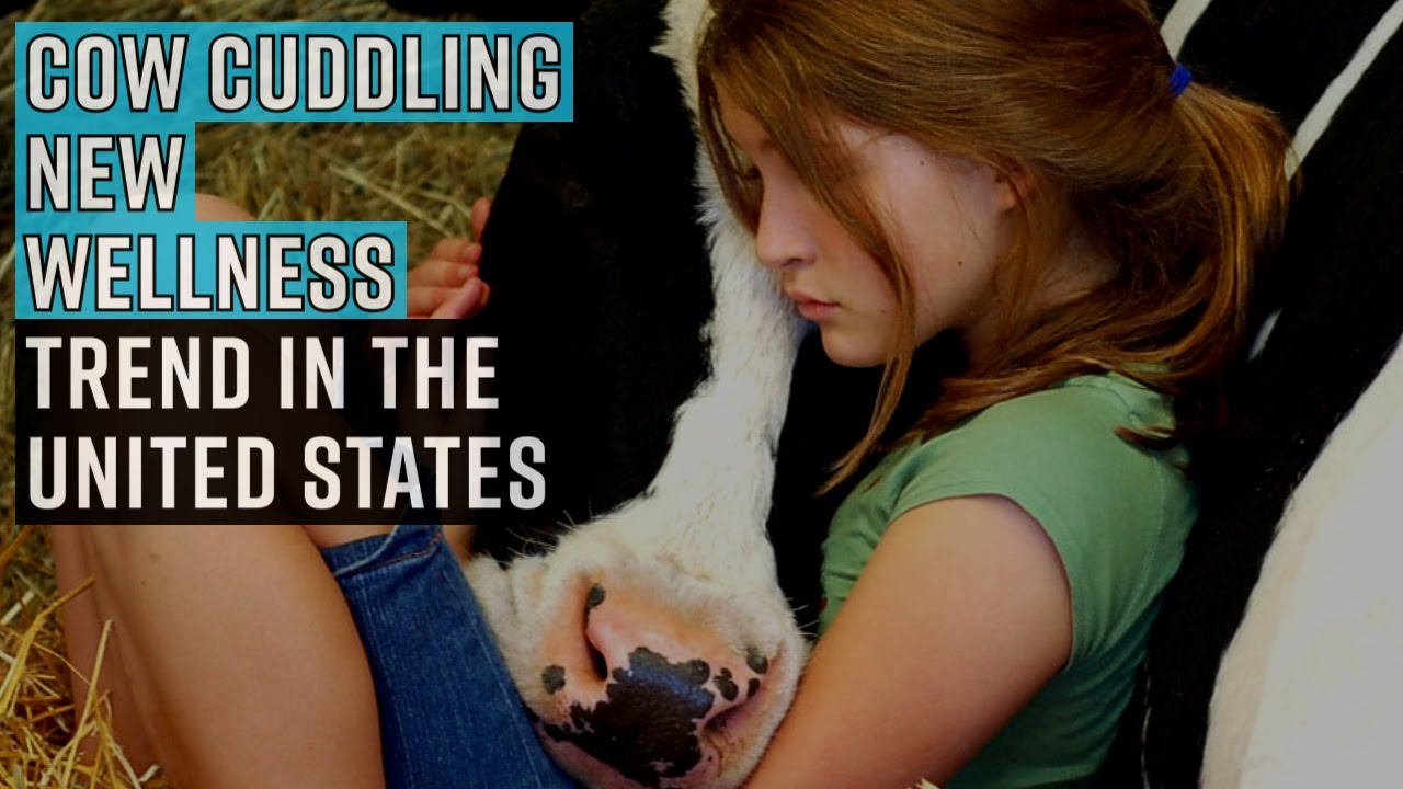 What is cow cuddling: People paying $200/hour amid COVID for therapeutic hugs [details]
