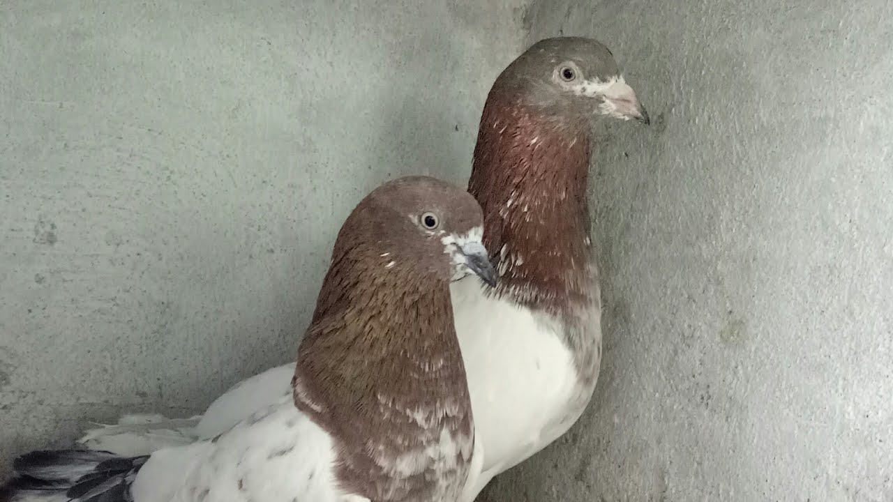 Shekhawati highflyers pigeons of hazi mohd rafeeq solanki sahab