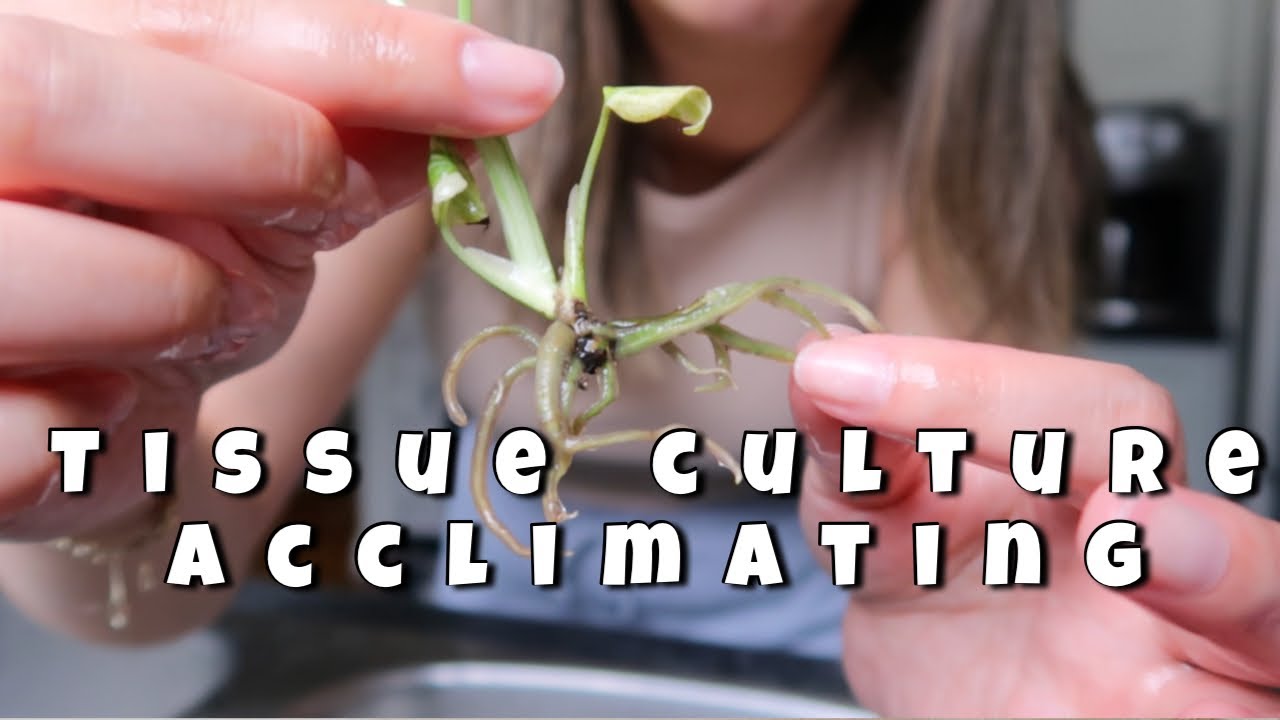 TISSUE CULTURE 101 GUIDE: ACCLIMATING NEW MONSTERA THAI CONSTELLATIONS & UPDATE ON TISSUE CULTURES