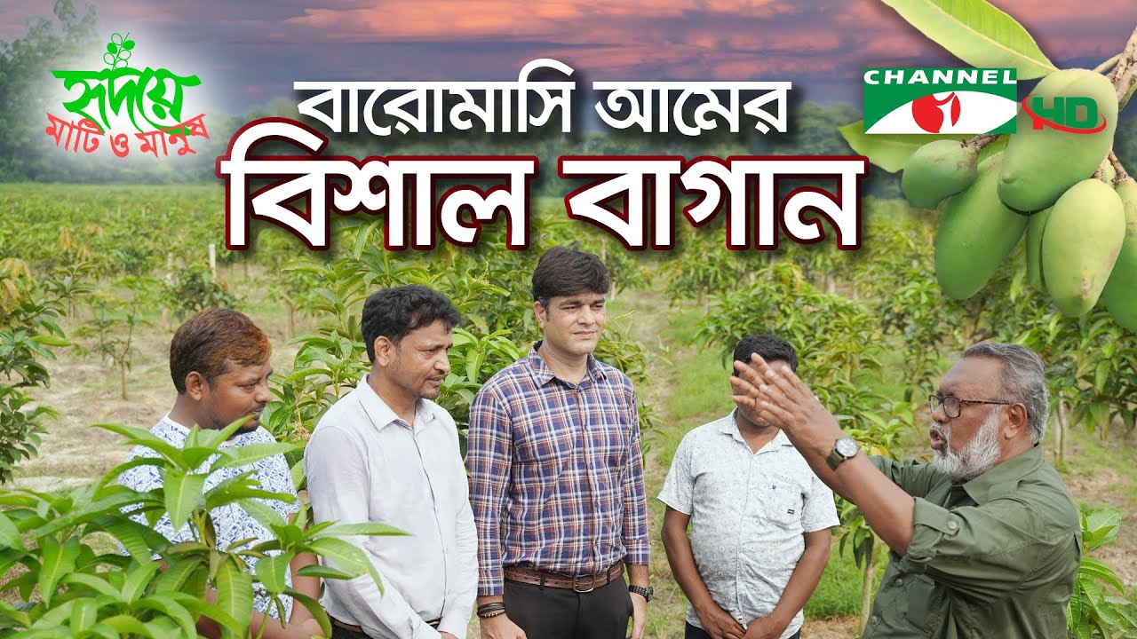 নাচোলে রফিকুলের বারোমাসী আমের বিশাল বাগান | Shykh Seraj | Channel i |