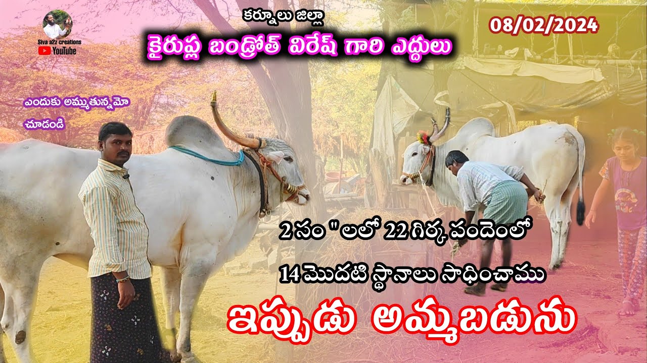 Kairupla Bandroth veresh kilara Oxes videos// +91 77996 06032 2024 // girkabandi compilations