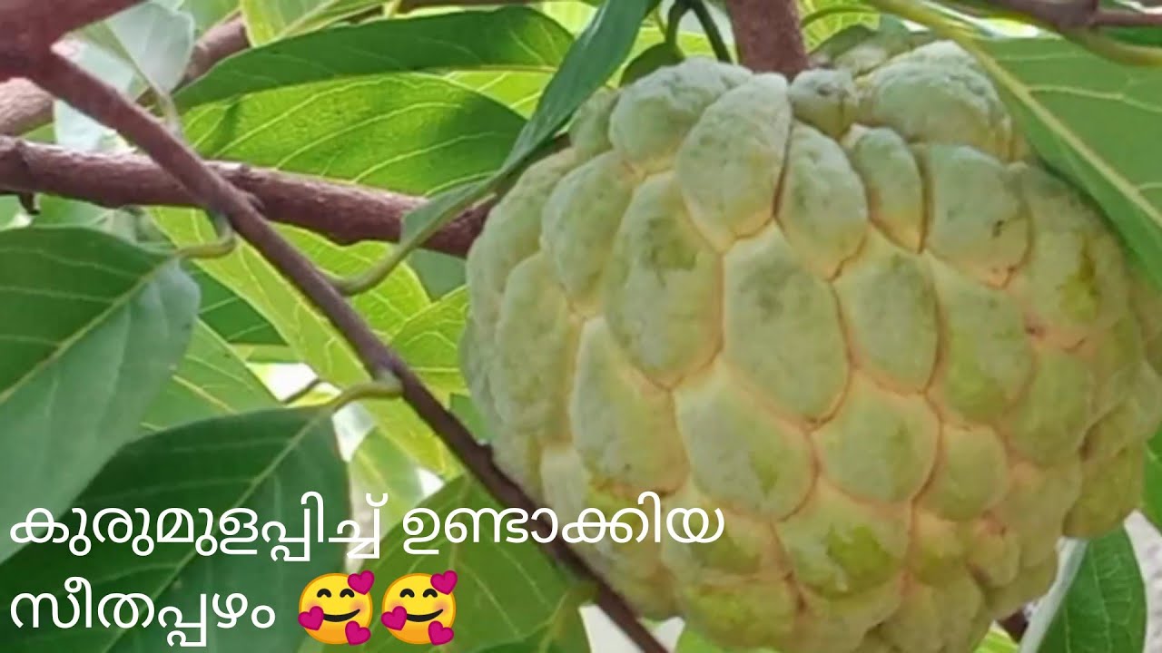 custard apple from seed//സീതപ്പഴം കുരു മുളപ്പിച്ചുണ്ടാക്കിയത് //