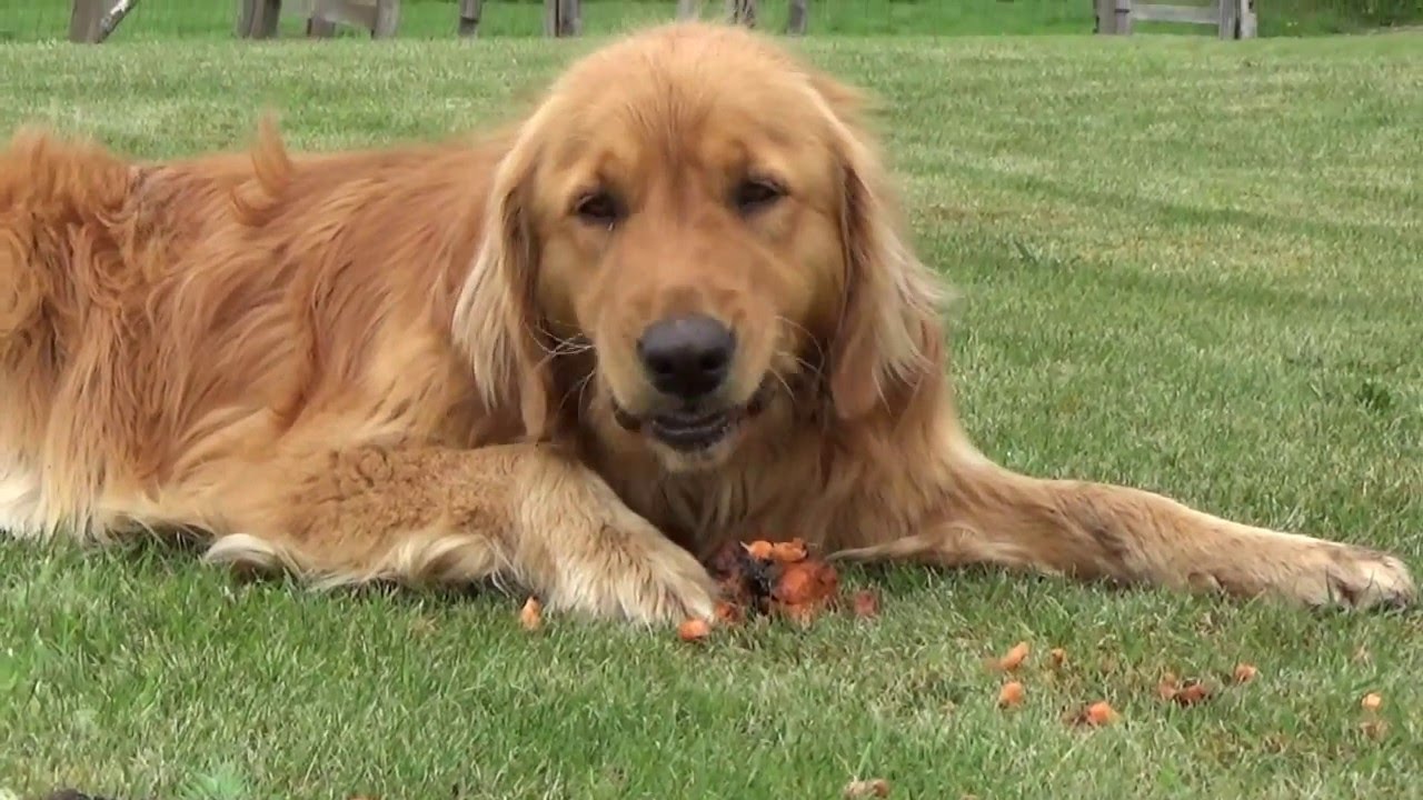 Dogs Eating Carrots - Back To Eden Garden - L2Survive with Thatnub