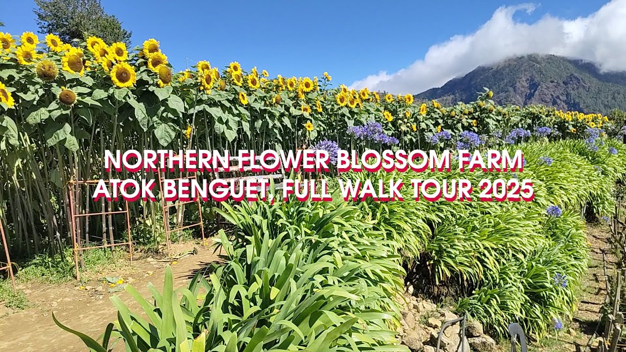 Full Walking Tour 2025 | Northern Flower Blossom Farm, Atok, Benguet