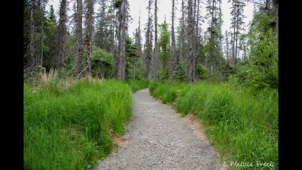 The Falls Trail (Brooks Falls, Alaska)