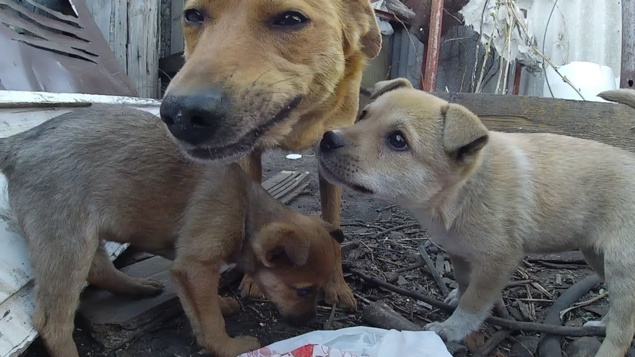 Mom of little puppies smiles at me