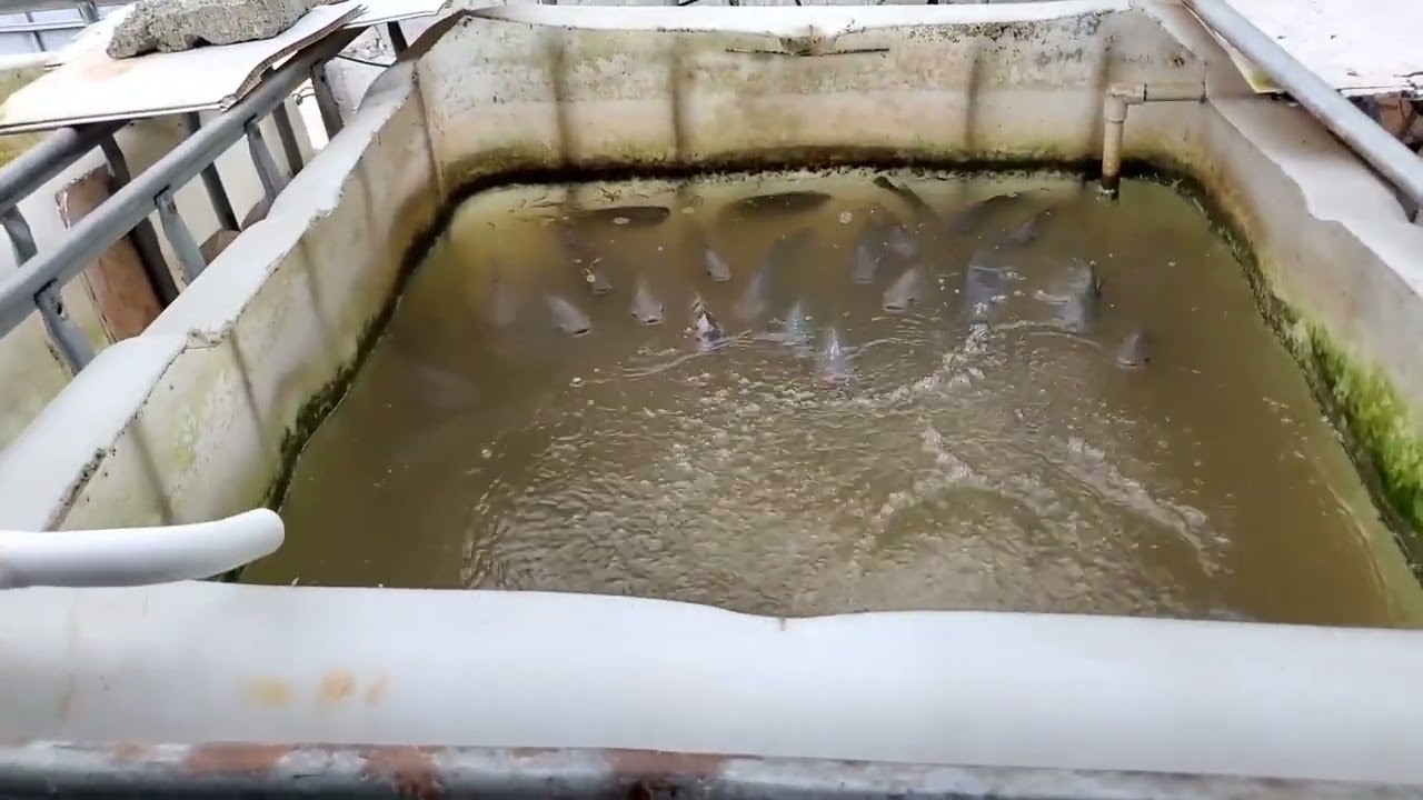 cual es el Consumo de energía en la crianza de tilapias o mojarras, Crianza de mojarras y tilapias