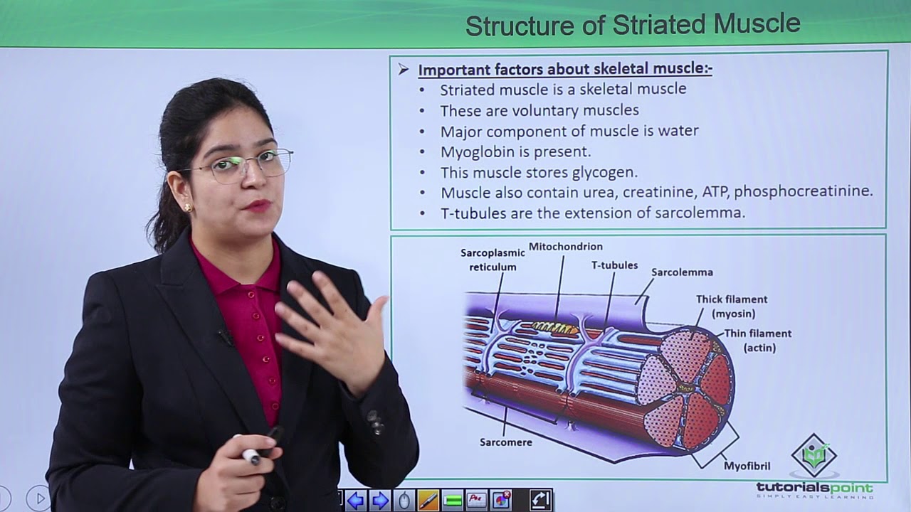 Class10th &ndash; Striated Muscle | Locomotion and Movement | Tutorials Point