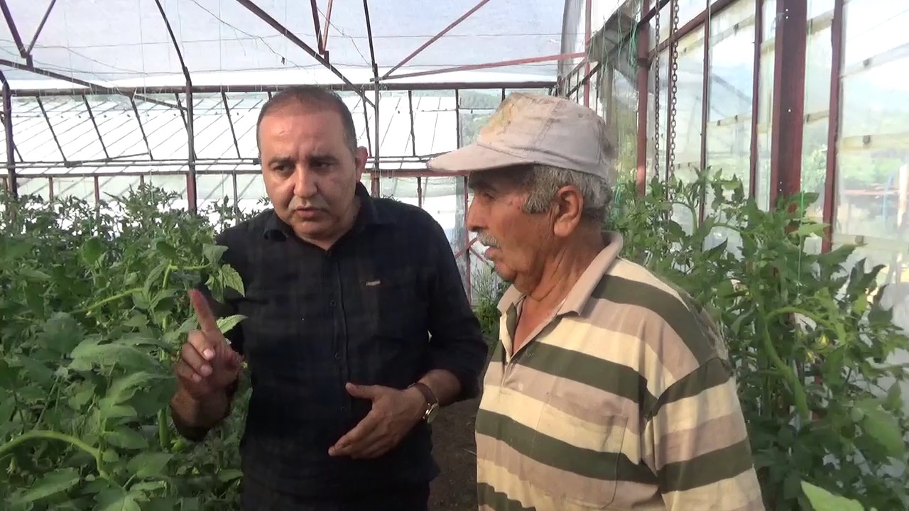 Serada Toprak Düzelirse Daha Soğuk Havada da Verim Düşmez - Domates Üretimi