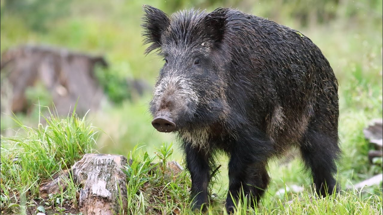 Tisíc let české myslivosti 13 - 16 díl