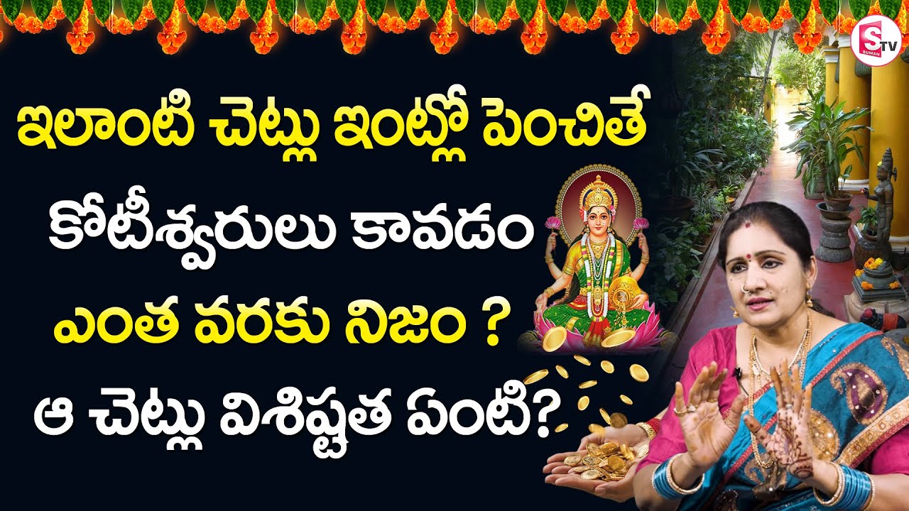 ఇలాంటి చెట్లు ఇంట్లో ఉంటే లాభమా ? నష్టమా ? | Money Plant | Chandraja Samskruthi Episode 2 | Sumantv