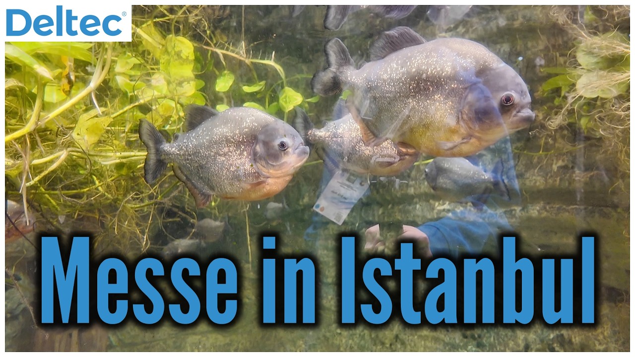 Auf der  EUAC Messe in Istanbul | Deltec