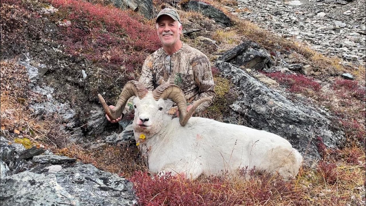 Охота на баранов Далла в Соло 2023