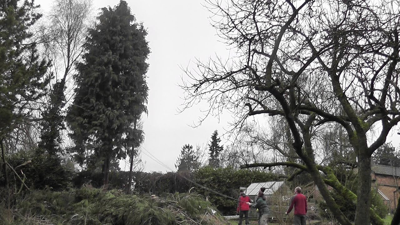 woman pulling conifer tree down