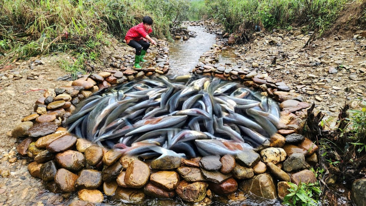 The boy arranged rocks in the stream to make a trap to catch fish in the big stream.