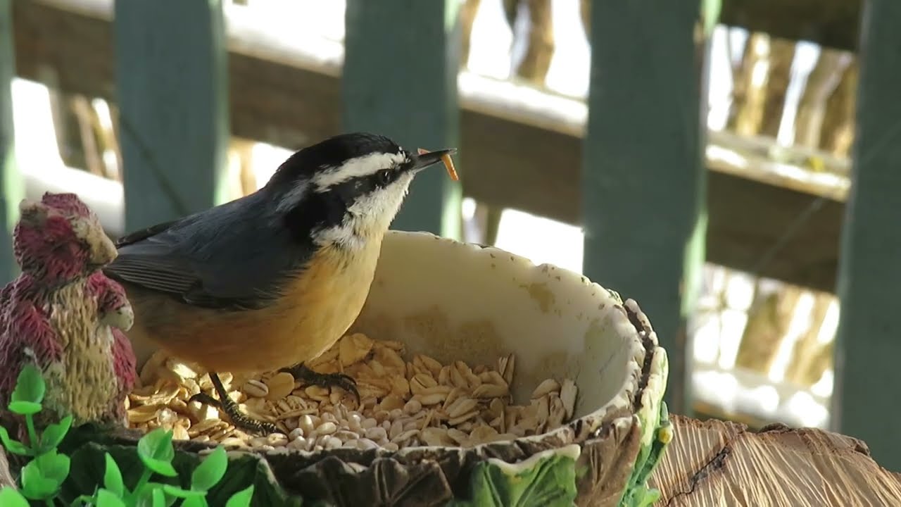 Vers de farine dans ma main pour Sittelle à poitrine rousse et Mésange à tête noire 7 décembre 2025