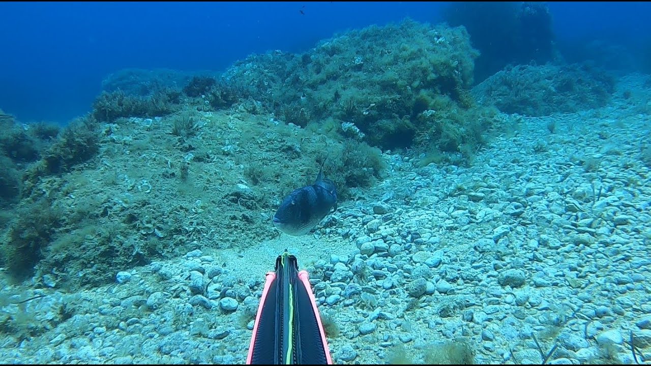 Nesting Triggerfish and Barracuda catch and cook - Spearfishing Malta