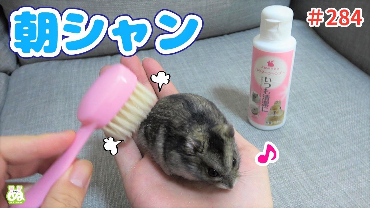 朝から全力で走り回って汚れたハムスターを粉シャンプーでキレイにしちゃう飼い主！
