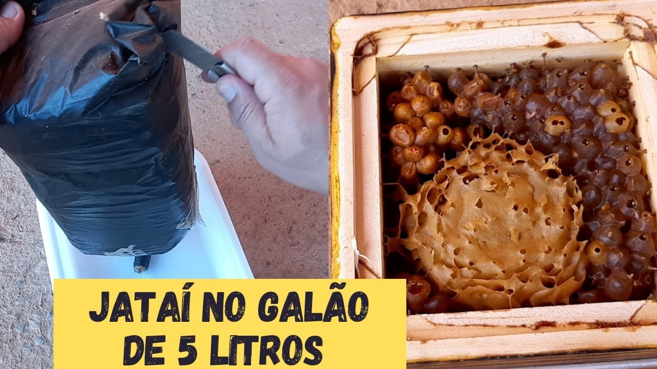 TRANSFERÊNCIA DE JATAÍ NA ISCA DE 5 LITROS