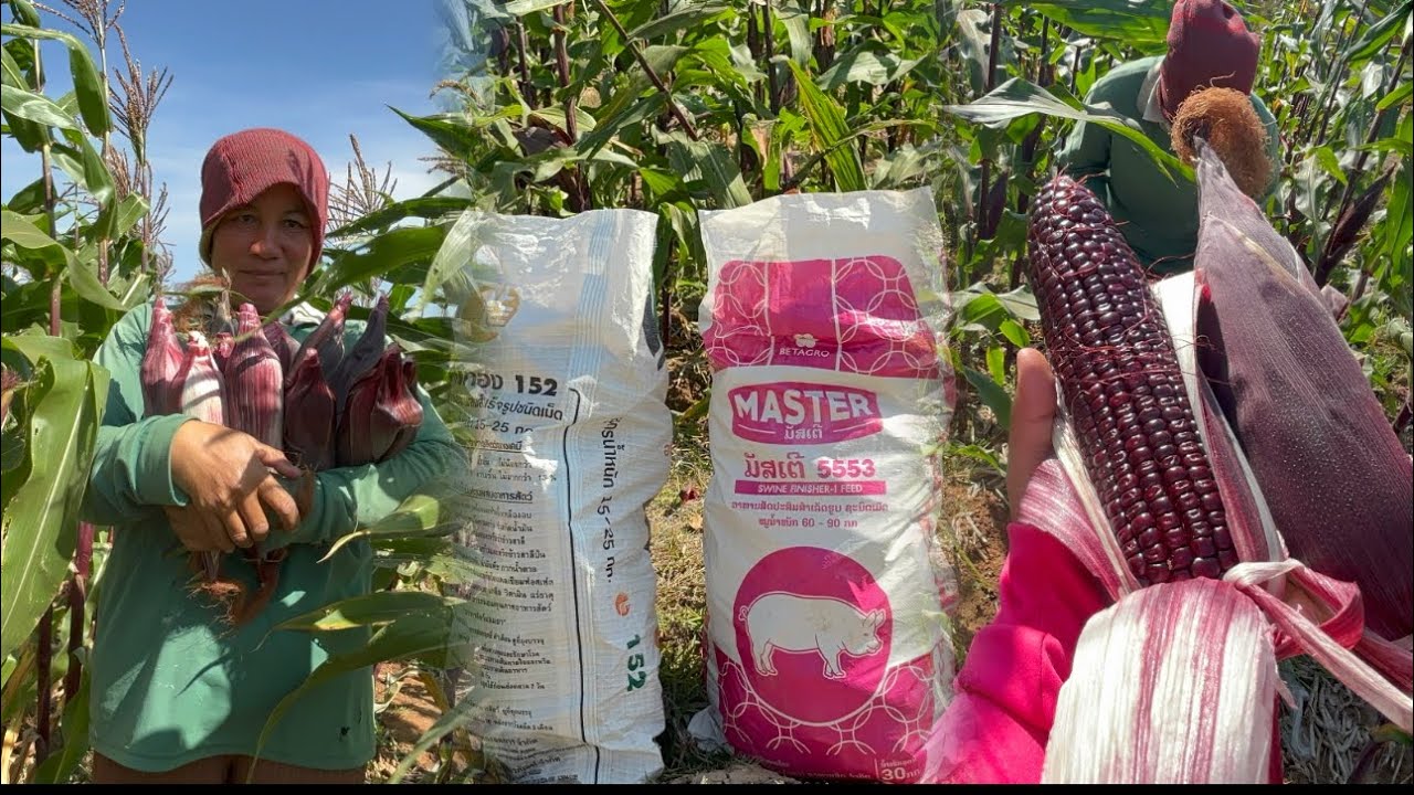 ข้าวโพดลุงเรินยังเต็มสวนสั่งได้จ้าผักใหญ่ๆ🌽