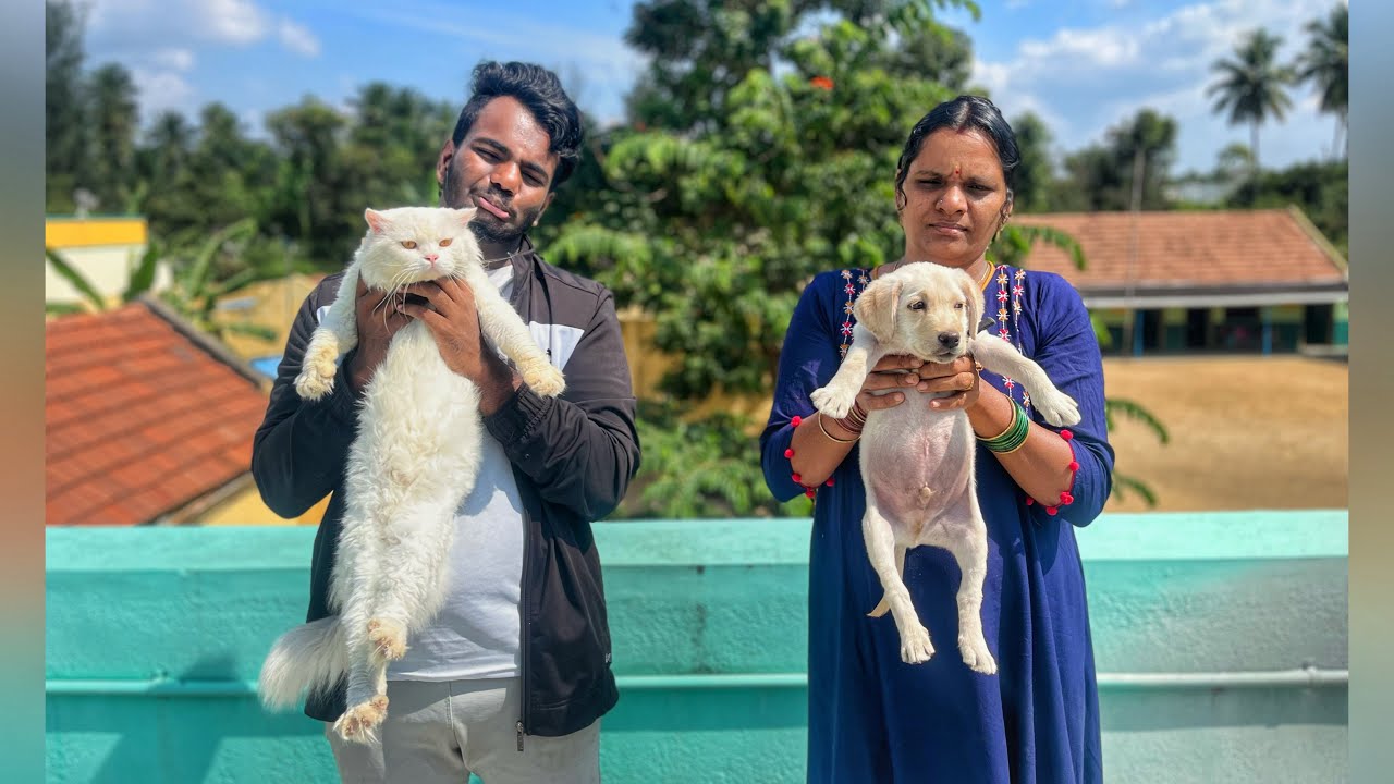 SOLD MY CAT 😿 AND BUY NEW DOG 🐕 TO OUR FAMILY - #vlog #cat #dog #trending