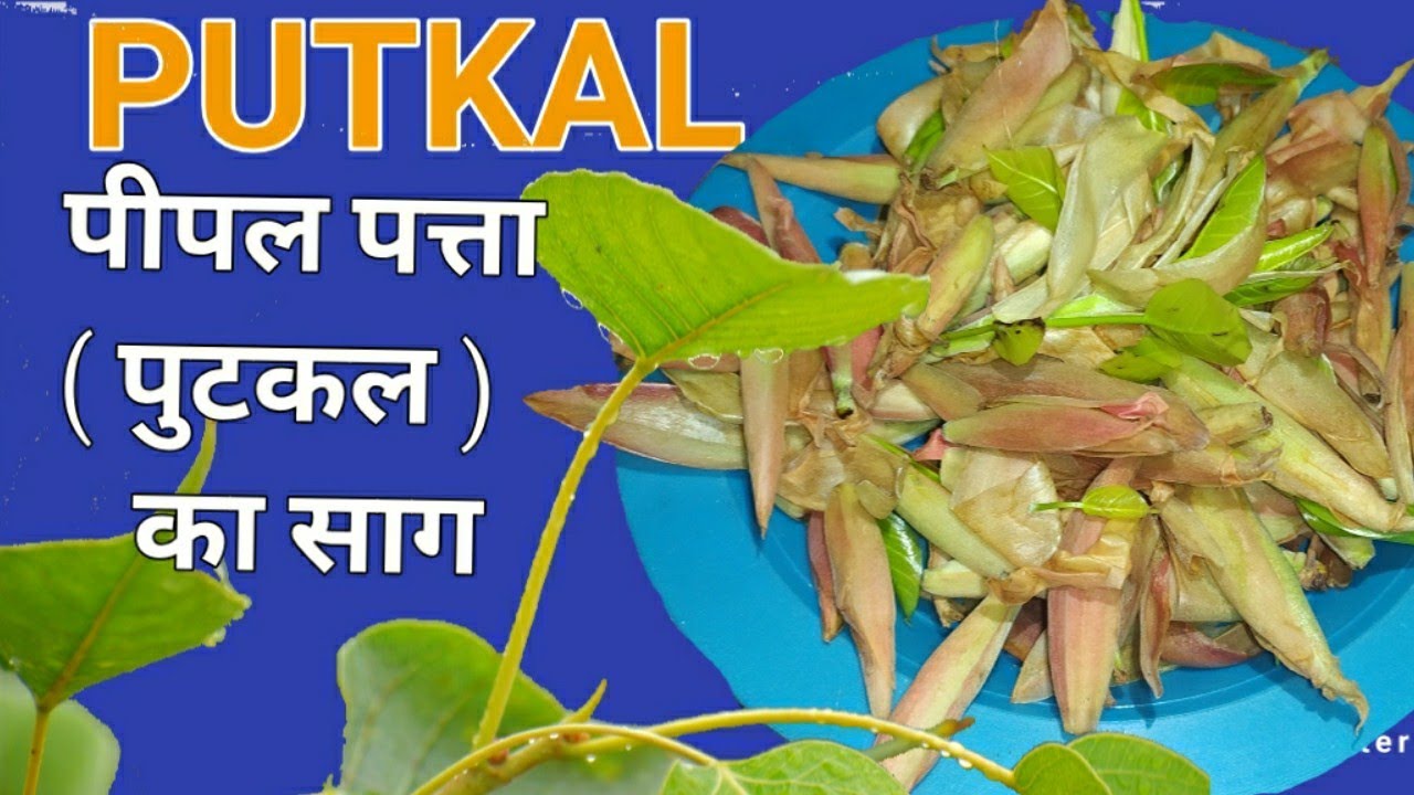 पीपल पत्ते की सब्जी | Putkal Recipe | Phutkal ki Sabji | Phutkal | Pipal Patti ki Sabji