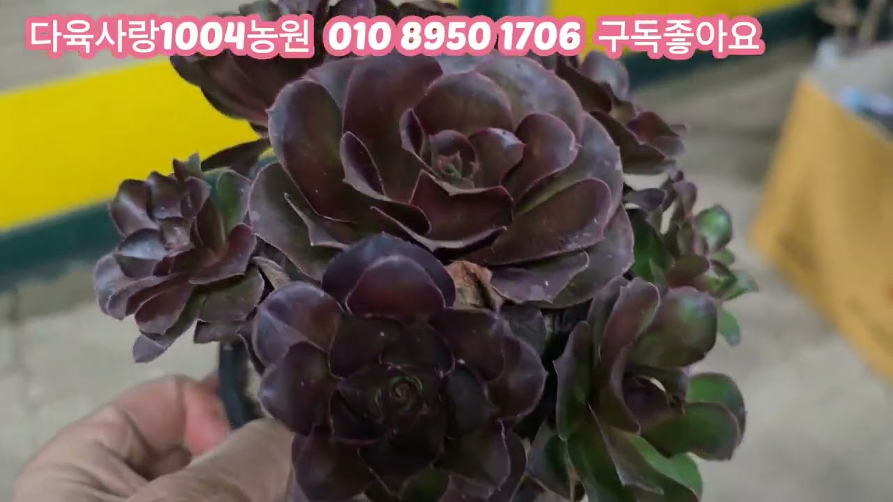 농장의다녀왔어요정말멋진철화 에오니옴 구경오셔요