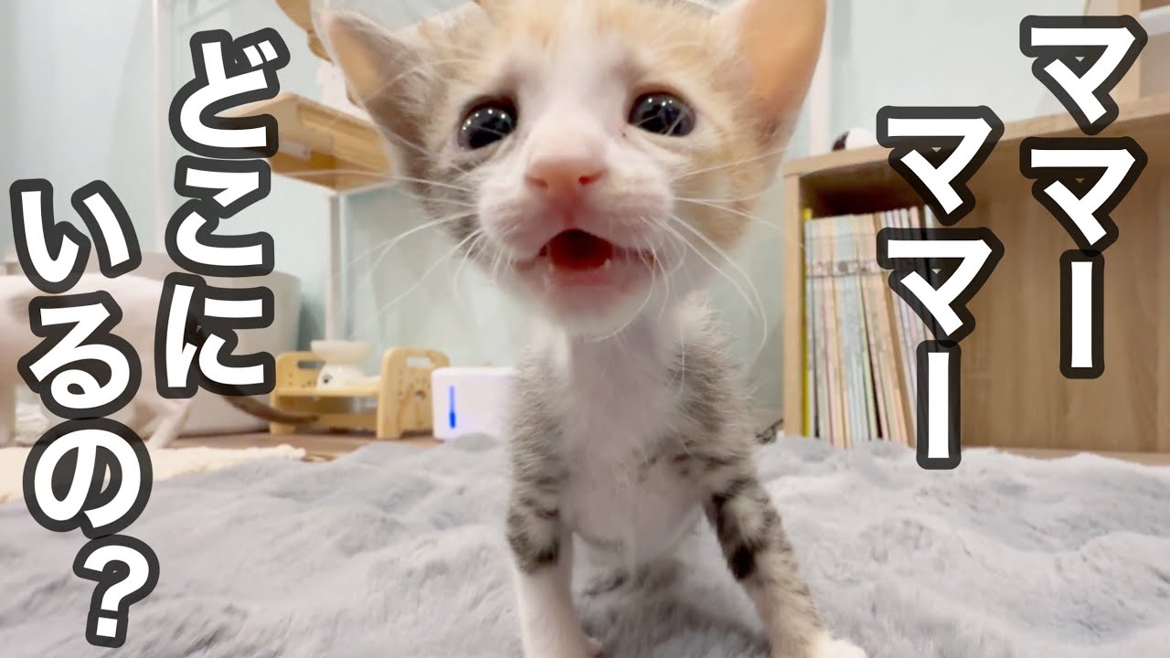 お母ちゃんは大変！！赤ちゃんがどんどんぐんぐん育ってますねん