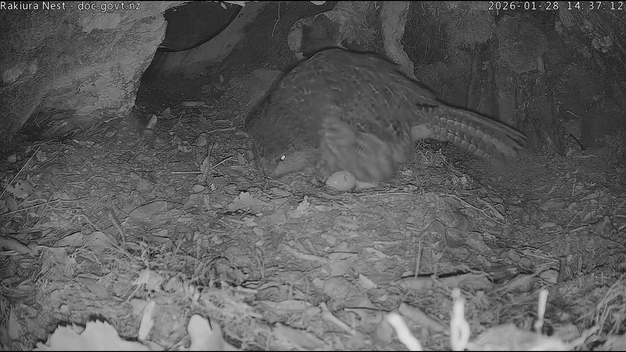 Rakiura lays third egg - 28 January
