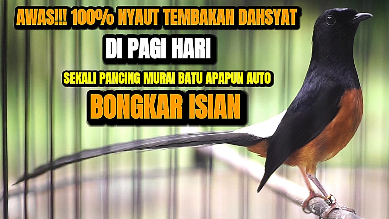 MASTERAN MURAI BATU DI PAGI HARI BONGKAR ISIAN MEWAH KAPAS TEMBAK CILILIN LOVEBIRD KENARI JENGGOT