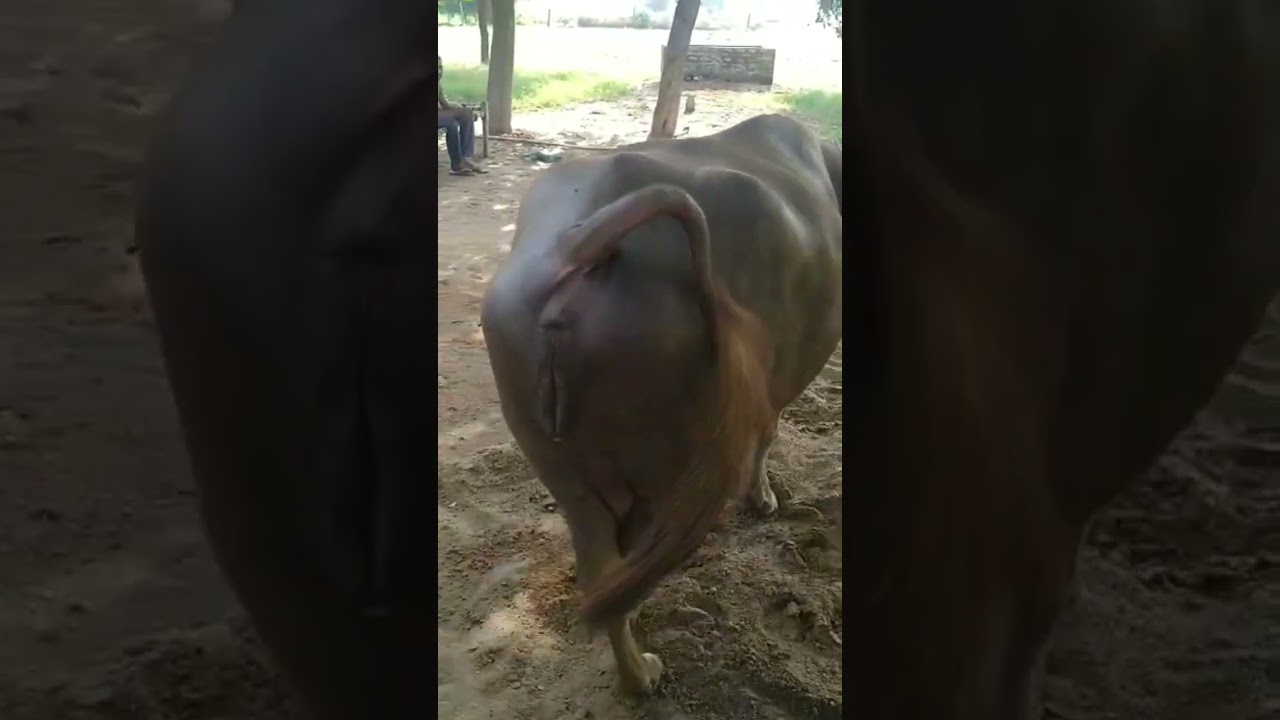 #murrah #viral #buffalo #youtube #mannigurjar Bhure Jhoti At Manni Gurjar Dairy Farm