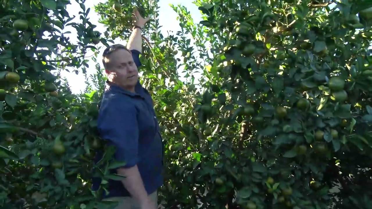 4) Intensively pruned maturing Tango orchard, Murcia