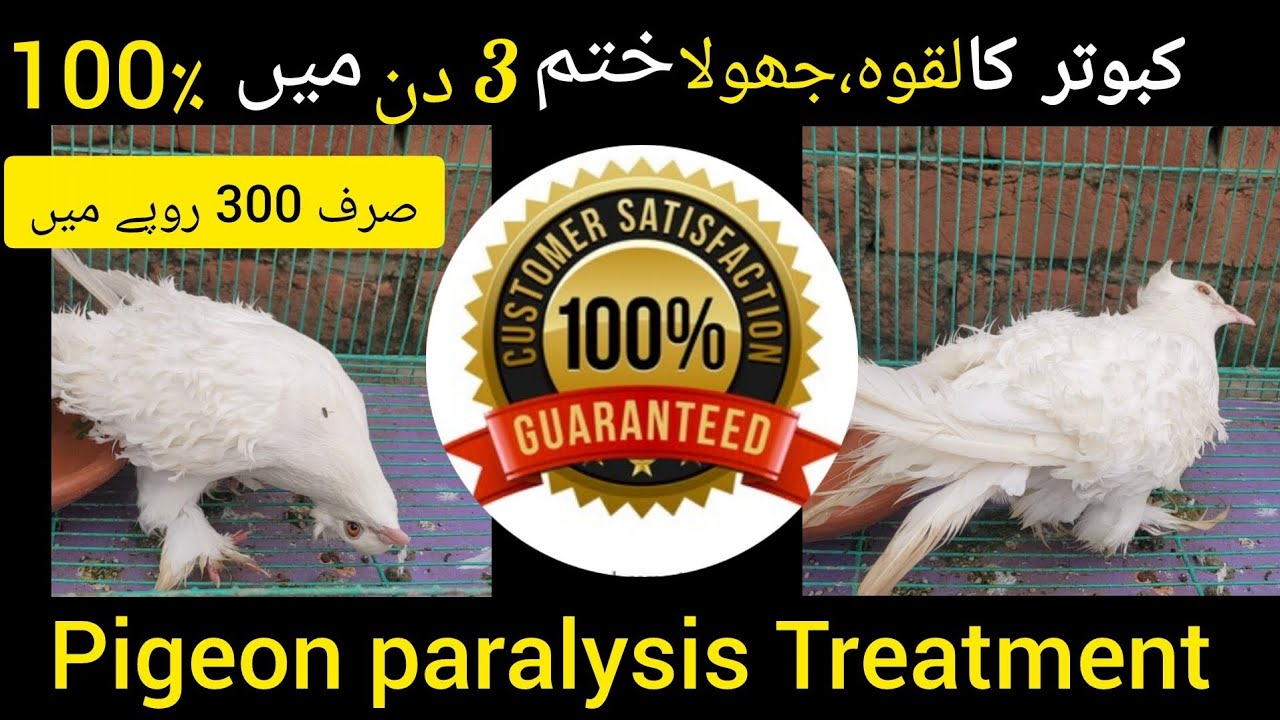 Kabotr k laqwa ka ilaj 100% | Laqwa,jhola ka ilaj | Treatment of pigeon paralysis | Neck paralysis