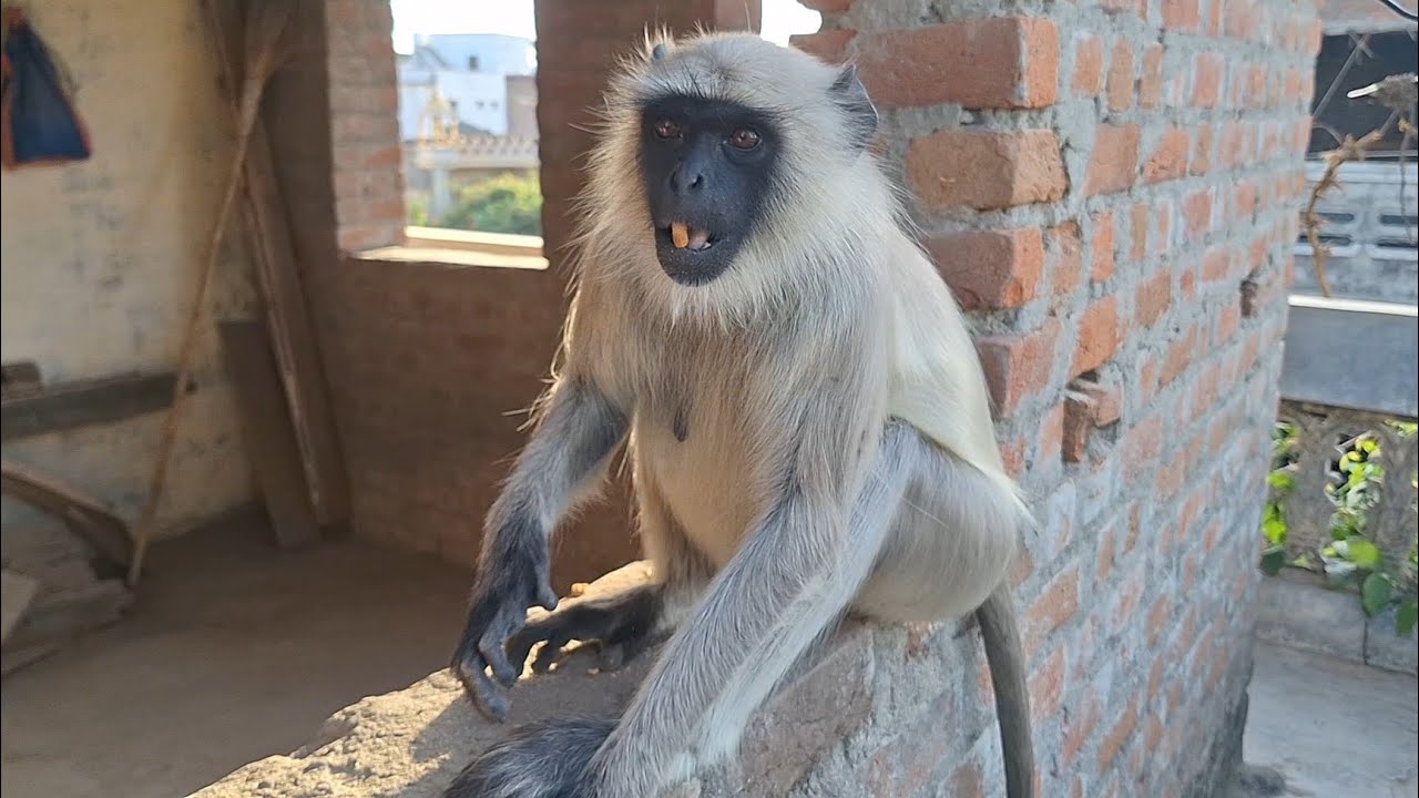 Hanuman 