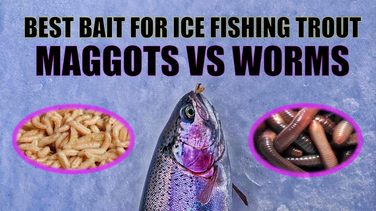 Maggots vs Worms: Baits for Ice Fishing Trout