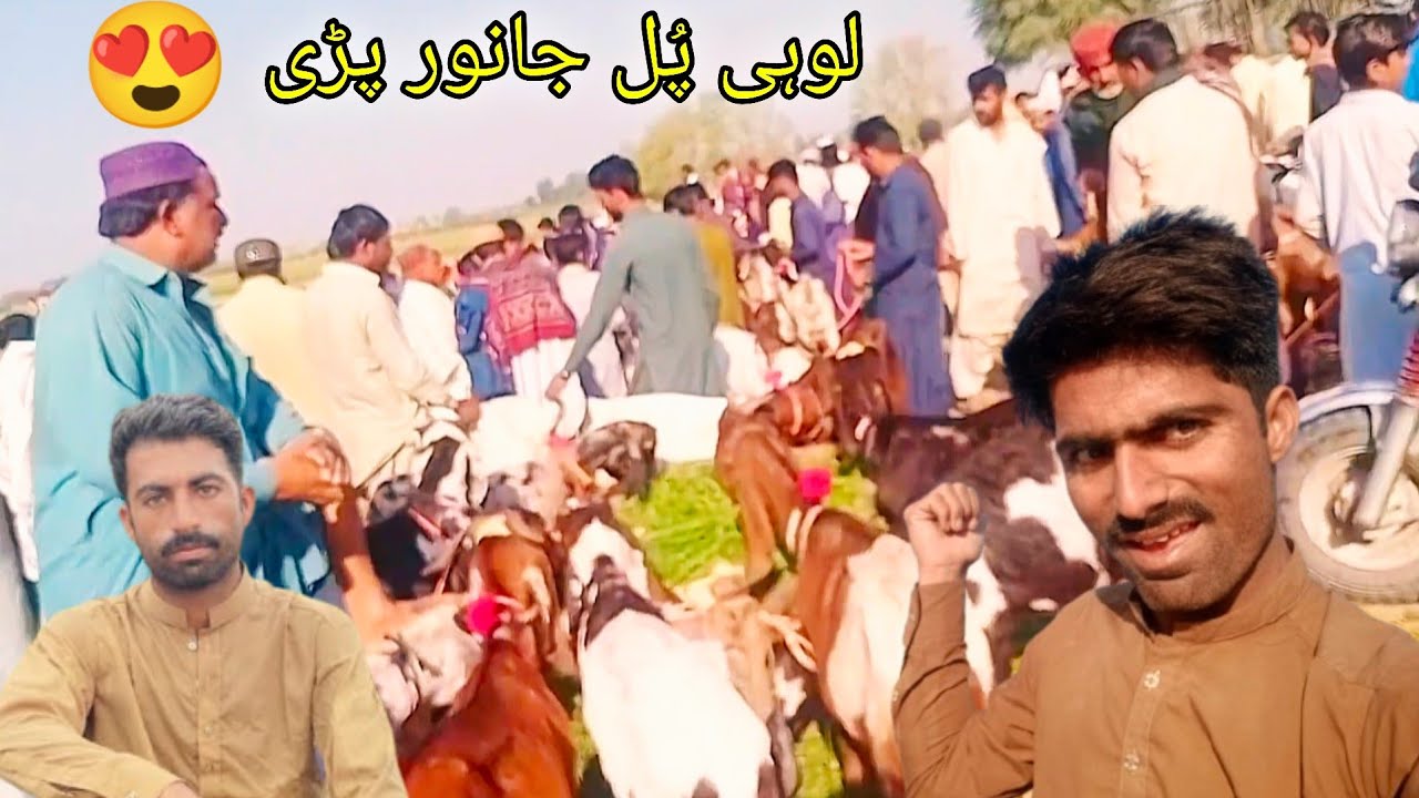 Lohi pul famous maal mandi 😳