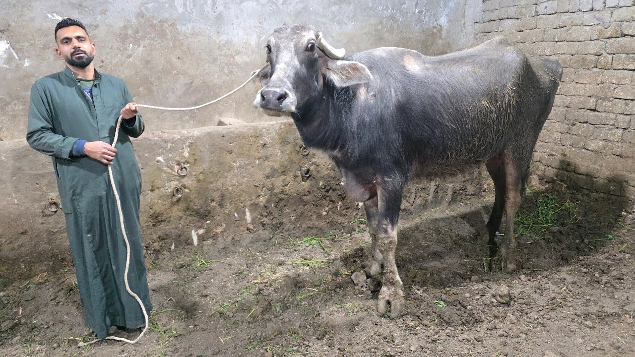دبابات الجاموس الايطالى الوالد بنزينات لبن ماشاء الله بأسعار زمان اسعار من تحت الارض