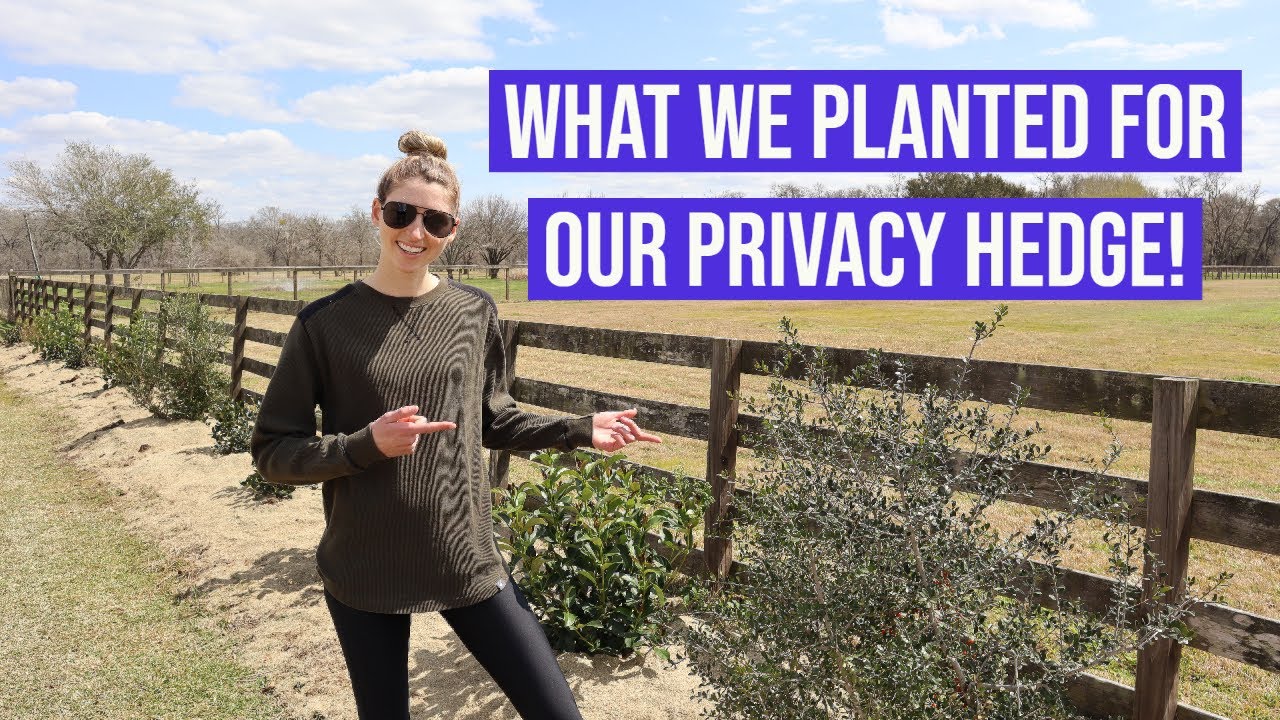 What we Planted for our Privacy Hedge!