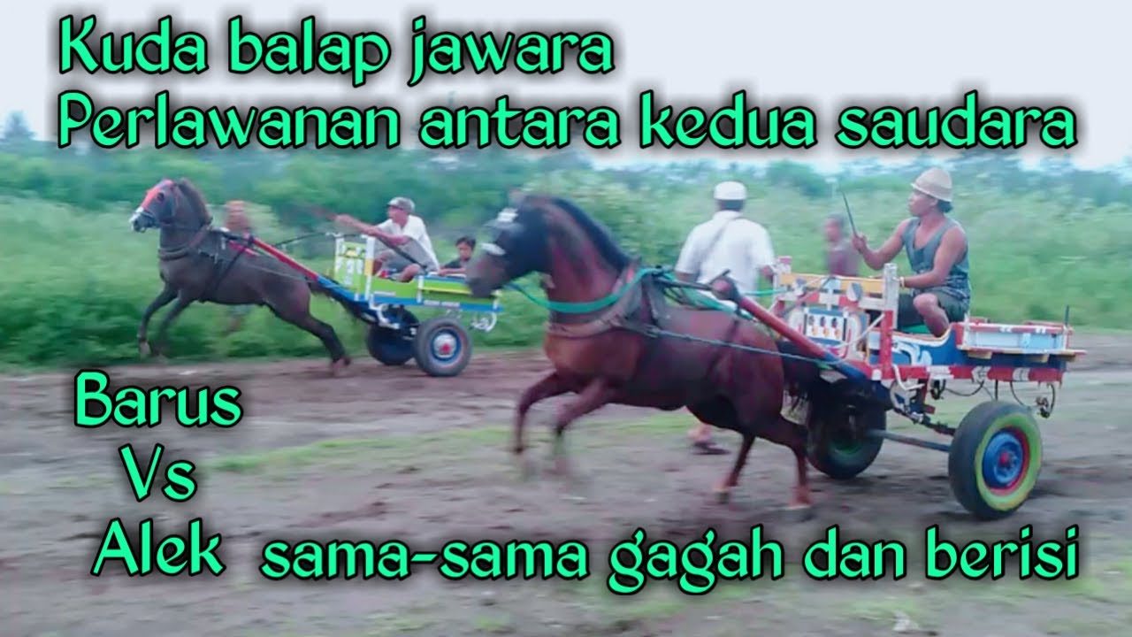 balap kuda tradisional | keseruan antar saudara yang sama-sama jawara berlari kencang seperti meteor