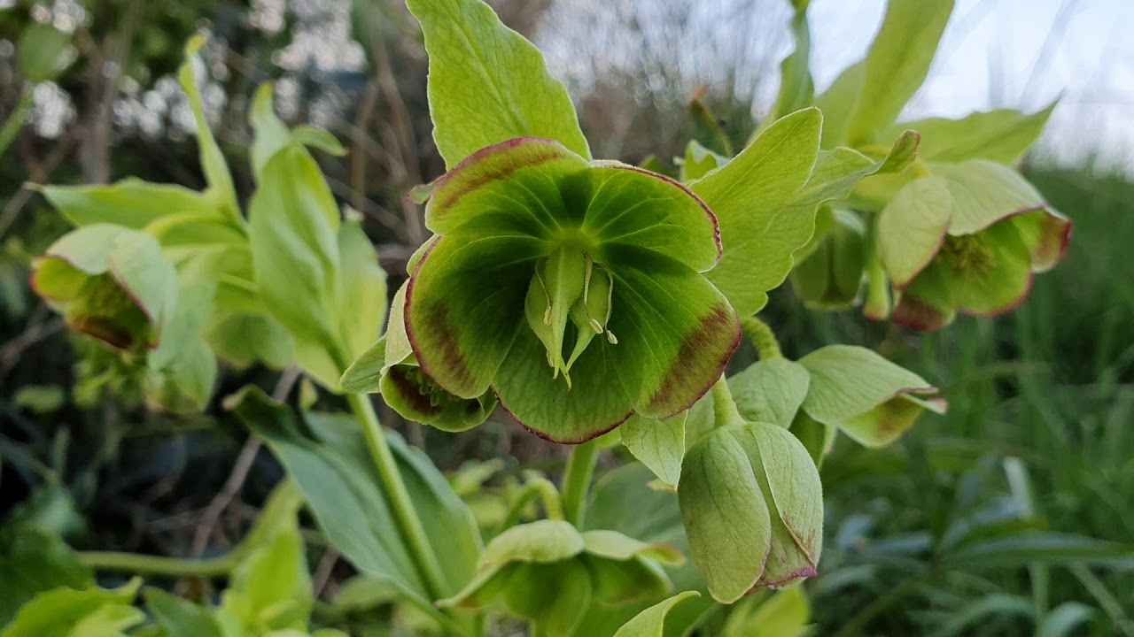 Helleborus Foetidus