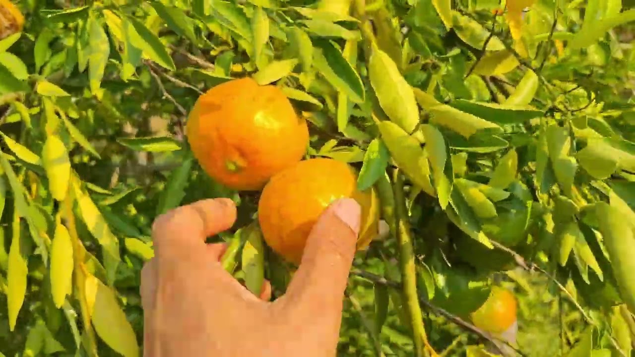 อัพเดทส้มสายน้ำผึ้งช่วงนี้ @Hackaction645 