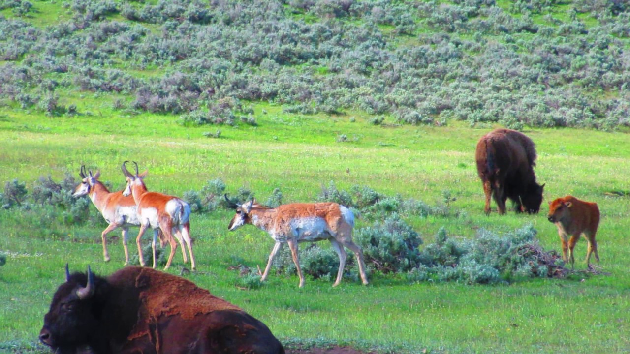 Baby Bison Chases Pronghorns in Yellowstone