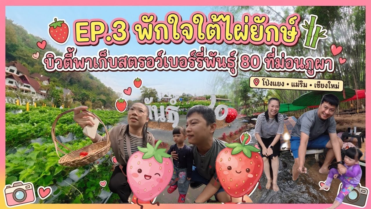 Vlog-ตอนที่ 3: เก็บสตรอว์เบอร์รี่สดๆ และพักใจใต้ไผ่ยักษ์ก่อนกลับบ้าน