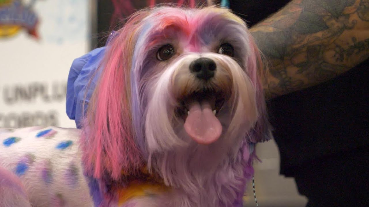 Color and controversy abound in art of creative dog grooming | Nightline