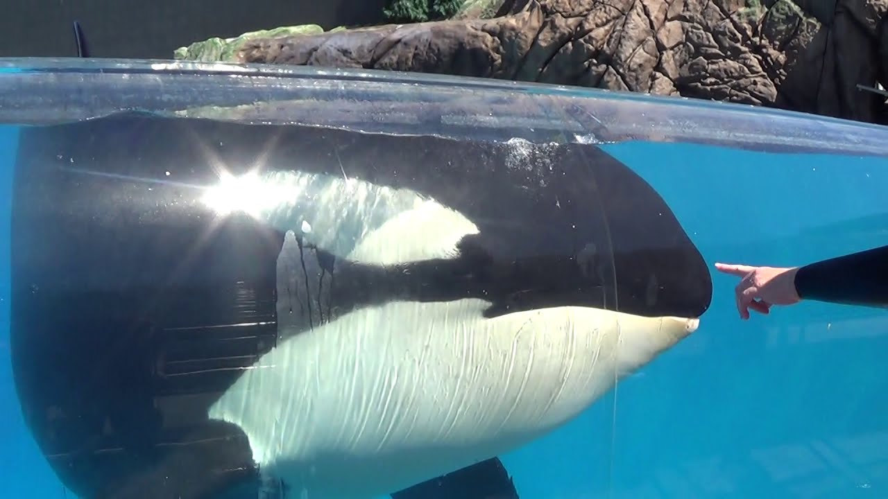 Corky Up Close: KWUCT Seaworld San Diego (October 2019)