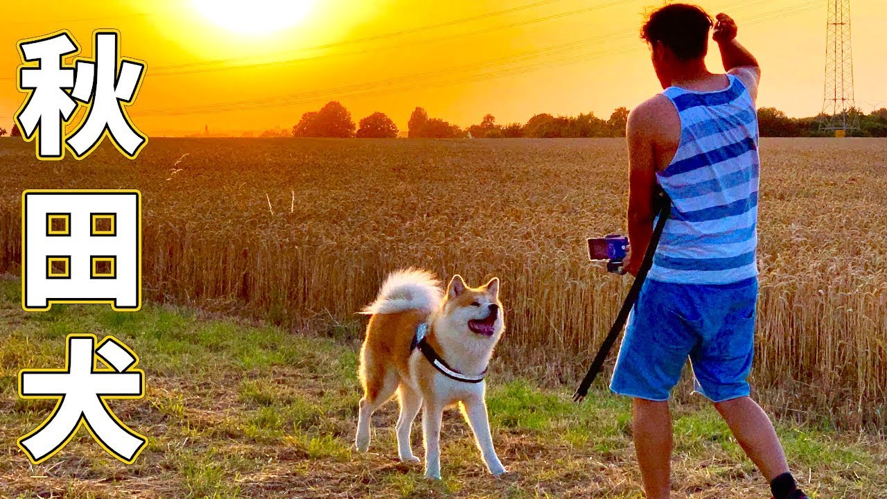 AKITA INU - Yuki’s Comeback After Being Neutered | 秋田犬