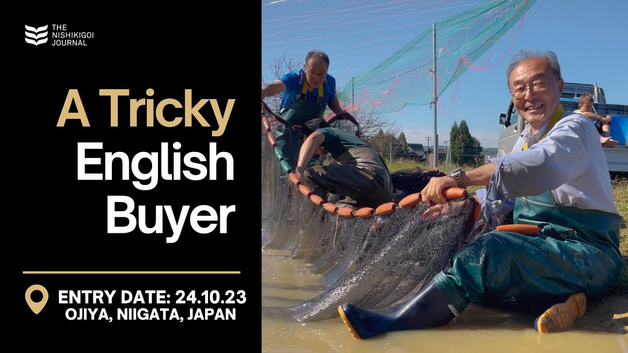 A Tricky English Buyer | The Nishikigoi Journal | EP#017