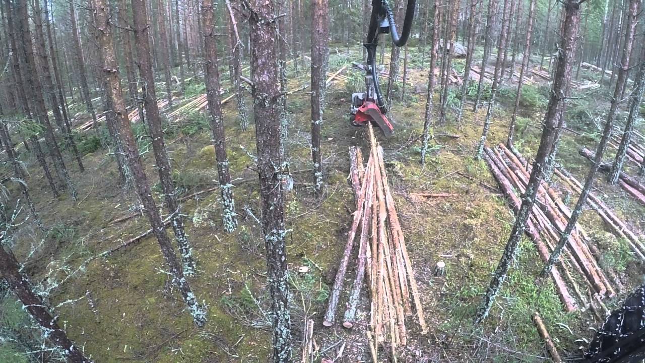 F&ouml;rsta gallring